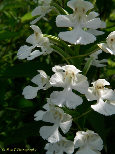 {Platanthera peramoena}